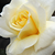 Żółty  - Róże rabatowe floribunda - Diana®